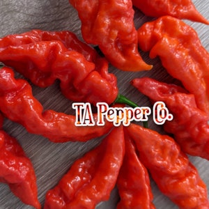 20+ Indian Carbon Red Pepper Seeds -TAPepperCom Bhut Jolokia -Padded envelope shipping, tracking number included.