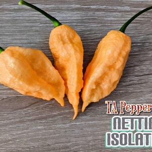20+ JPGS Pepper Seeds - Jay&#39;s Peach Ghost Scorpion -isolated- Padded envelope shipping, tracking number included.