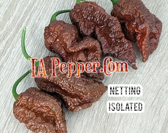 20+ BBM Big Black Mama Pepper Seeds -isolated -Padded envelope shipping, tracking number included.