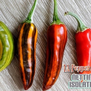 15+ Fish Pepper Seeds -isolated-Padded envelope shipping, tracking number included.