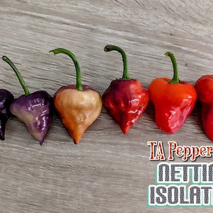 20+ Purple UFO Pepper Seeds -isolated- Padded envelope shipping, tracking number included.