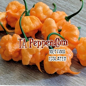 15+ Khang Starr Peach Starrkist Pepper Seeds KSPS -isolated-Padded envelope shipping, tracking number included.