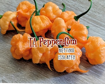 15+ Khang Starr Peach Starrkist Pepper Seeds KSPS -isolated-Padded envelope shipping, tracking number included.