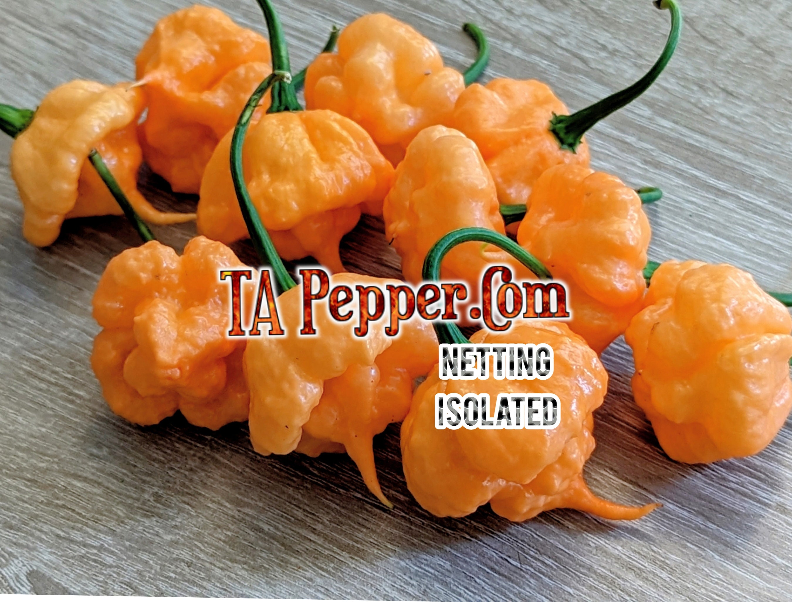 15+ Khang Starr Peach Starrkist Pepper Seeds KSPS -isolated-padded