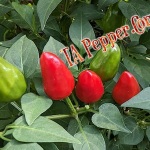 May include: Close-up of a pepper plant with green and red peppers. The peppers are small and have a pointed shape. The plant is growing in a garden.