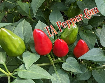 25+ Dundicut Pepper Seeds -isolated -Padded envelope shipping, tracking number included. Pakistani Dundicut