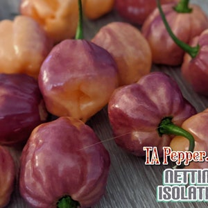 15+ CGN 21500 Isolated Pepper Seeds -Sunset Peach -Padded envelope shipping, tracking number included.