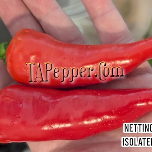 May include: Two red chili peppers, one on top of the other, with the text "TAPepper.com" in gold letters on the top pepper. The bottom pepper has the text "NETTING ISOLATED" in black letters.