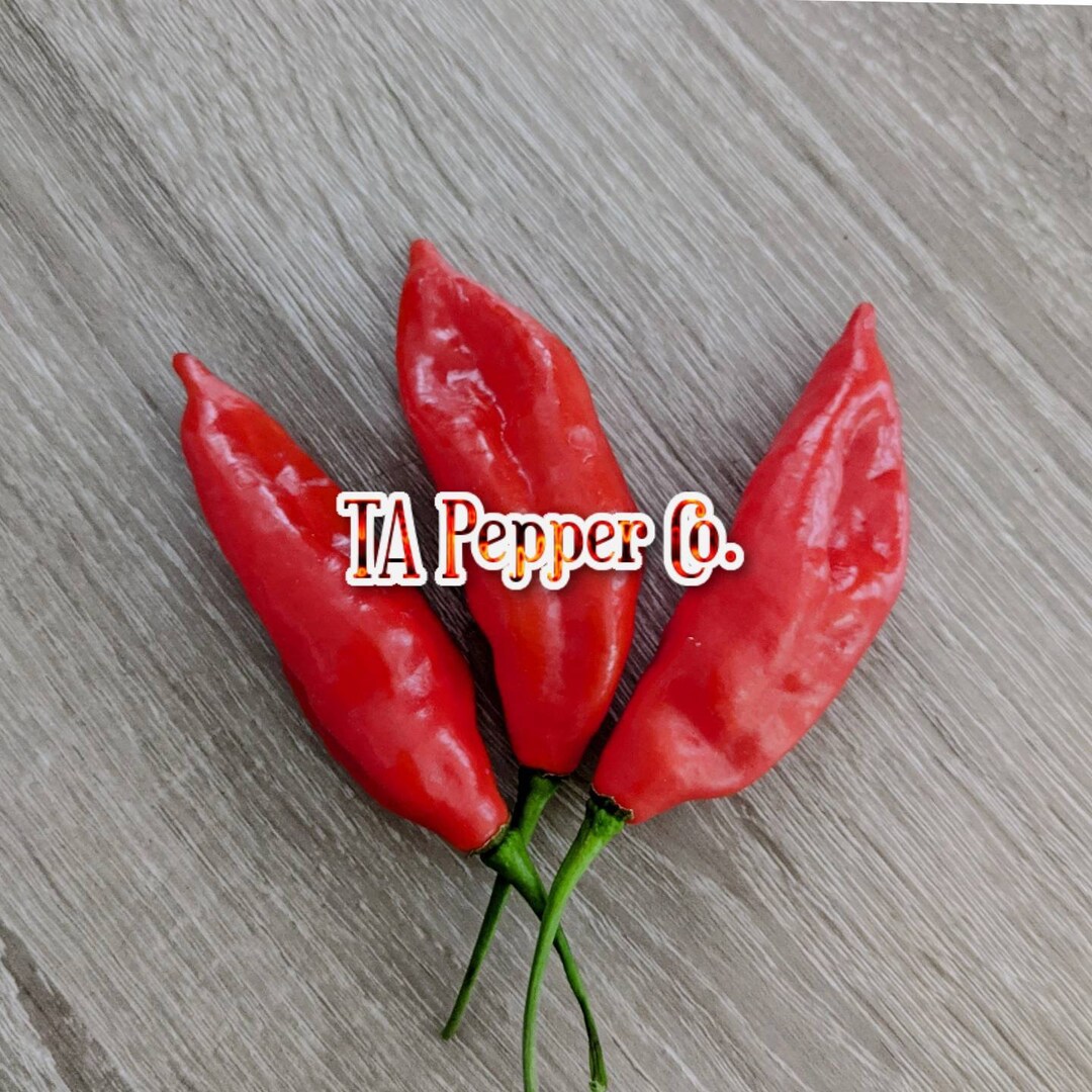 25 Paper Lantern Habanero Pepper Seeds padded Envelope