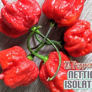 15+  7 pot Primo Red Seeds -isolated- Padded envelope shipping, tracking number included.