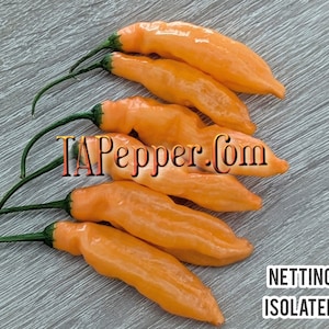 May include: A group of seven orange chili peppers with green stems. The peppers are arranged in a semi-circle on a light gray wooden surface. The text "TAPepper.com" is visible in the center of the image. The words "NETTING" and "ISOLATED" are visible in the lower right corner of the image.