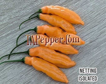 15+ Aji Amarillo Seeds -isolated- Padded envelope shipping, tracking number included.