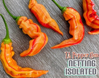 15+ Sugar Rush Stripey Pepper Seeds -isolated- Padded envelope shipping, tracking number included.