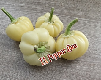 15+ Mini White Bell Pepper Seeds -Padded envelope shipping, tracking number included. Netting Isolated