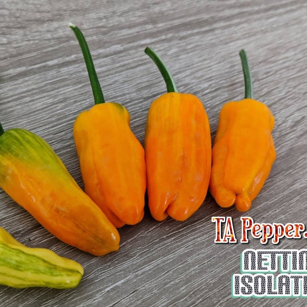 20+ Orange Fish Pepper Seeds -isolated-Padded envelope shipping, tracking number included.