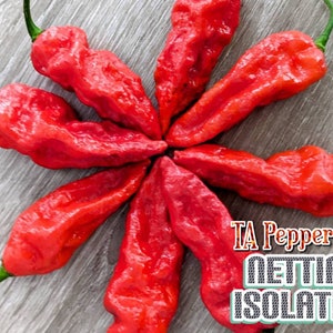 May include: Eight red hot peppers arranged in a starburst pattern on a gray wooden surface. The peppers are all wrinkled and have a deep red color. The text "TA Pepper.com NETTING ISOLATED" is visible in the lower right corner of the image.