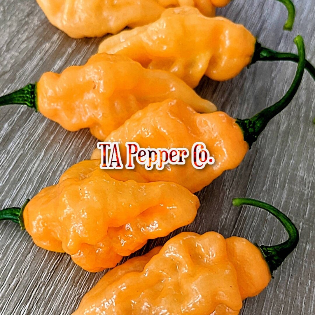 20 Carbonero Pepper Seeds tapepperco padded Envelope - Etsy