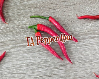 15+ Japones Pepper Seeds -Yatzy Yatsufusa -Padded envelope shipping, tracking number included.