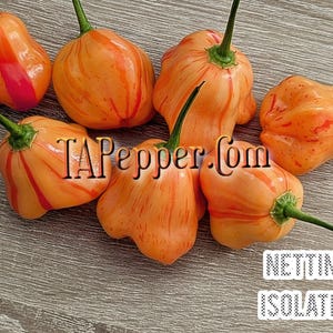 May include: A group of seven orange and red striped chili peppers on a wood surface. The peppers are all different shapes and sizes. The text "TAPepper.com" is visible in the image. The text "NETTING ISOLATED" is also visible in the image.