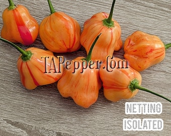 15+ Tangerine Tiger Pepper Seeds -isolated- Padded envelope shipping, tracking number included.