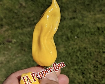 15+ Khang Starr Yellow Flame Pepper Seeds -Padded envelope shipping, tracking number included.