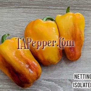 May include: Three yellow bell peppers with red streaks. The peppers are on a woodgrain surface. The text "TAPepper.com" is visible in the image.