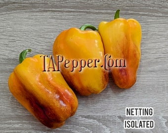 15+ Blot Pepper Seeds -isolated- Padded envelope shipping, tracking number included.