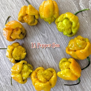 May include: A close-up of ten yellow habanero peppers arranged in a circle on a gray wooden surface. The peppers are all different shapes and sizes, and some have a slight green tinge. The text "TA Pepper.com" is printed in red in the center of the circle.