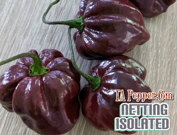 20+ Chocolate Scotch Bonnet Pepper Seeds -isolated- Padded envelope shipping, tracking number included.