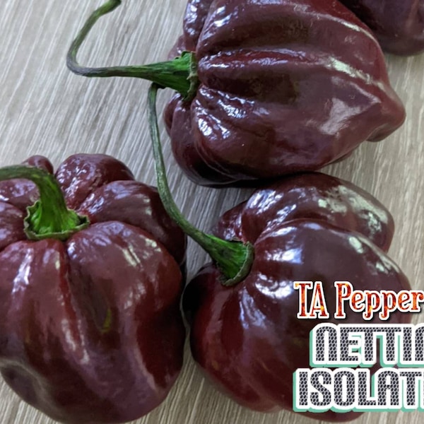 20+ Chocolate Scotch Bonnet Pepper Seeds -isolated- Padded envelope shipping, tracking number included.