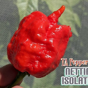15+ Dragon's Breath Pepper Seeds -isolated- Padded envelope shipping, tracking number included.