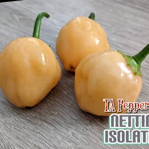 May include: Three small, pale yellow peppers with green stems. The peppers are round and have a smooth, shiny surface. The peppers are arranged on a light gray wooden surface.