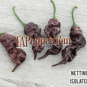 20+ Chocolate Primotalii Pepper Seeds Isolated-TAPepper.Com -Padded envelope shipping, tracking number included.