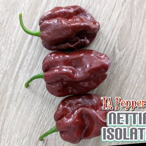20+ Chocolate Habanero Pepper Seeds -isolated- Padded envelope shipping, tracking number included.