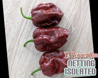 20+ Chocolate Habanero Pepper Seeds -isolated- Padded envelope shipping, tracking number included.