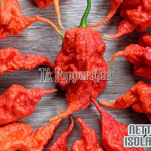 May include: A close-up of ten red, wrinkled, chili peppers arranged in a circle on a gray wooden surface. The text "TA Pepper.com" is visible in the center of the image.