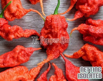 15+ Red Primotalii Pepper Seeds  -Isolated -Padded envelope shipping, tracking number included.