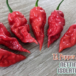 20+ Clockwork Orange Pepper Seeds isolated -Padded envelope shipping, tracking number included. Carolina Reaper x Trinidad Moruga Scorpion
