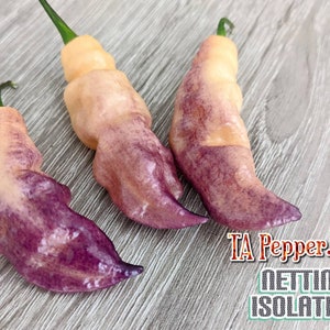 May include: Three purple and orange chili peppers on a wood background. The peppers are long and thin with a pointed tip. The text "TA Pepper.com" and "Netting Isolated" is visible in the bottom right corner of the image.