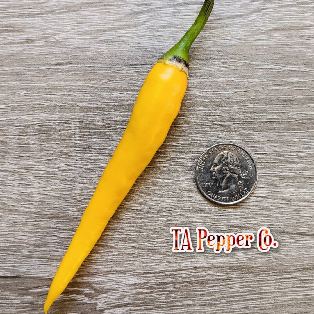 20 Yellow Cayenne Pepper Seeds tapepperco padded Envelope Etsy