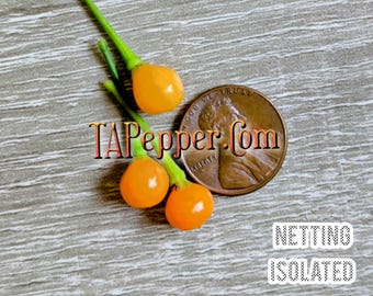 15+ Aji Charapita Pepper Seeds Isolated-TAPepper.Com -Padded envelope shipping, tracking number included.