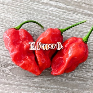 15+ Dorset Naga Pepper Seeds -TAPepperCom -Padded envelope shipping, tracking number included.