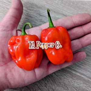 May include: Two bright orange habanero peppers in a hand. The peppers are wrinkled and have a green stem. The text "TA Pepper Co." is visible in the image.