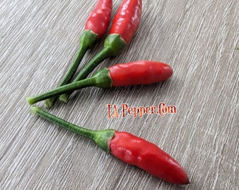 15+ Diavolicchio Calabrese Pepper Seeds -Padded envelope shipping, tracking number included. Little Devil Pepper