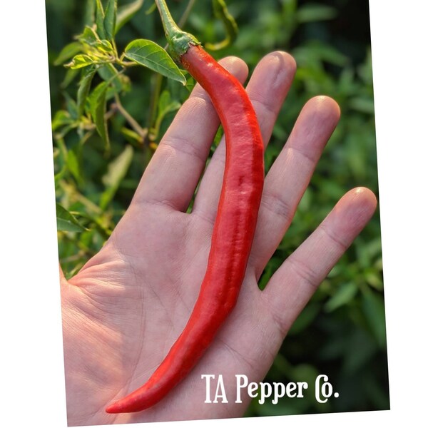 15+ Thunder Cacho Red Pepper Seeds -TAPepperCom -Padded envelope shipping, tracking number included.