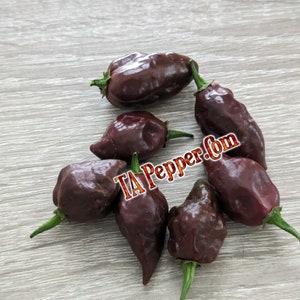 15+ Chocolate Biquinho Pepper Seeds, Chupetinho-Padded envelope shipping, tracking number included.