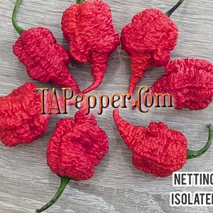 May include: Seven red, wrinkled, chili peppers with green stems arranged in a circle on a gray wooden surface. The text "TAPepper.com" is in the center of the circle. The words "NETTING ISOLATED" are at the bottom of the image.