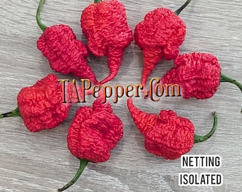 15+ RB003 Pepper Seeds -isolated- Padded envelope shipping, tracking number included.