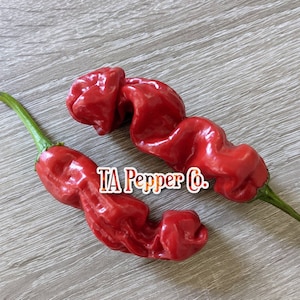 20+ Peter Pepper Seeds -TAPepperCom -Padded envelope shipping, tracking number included.