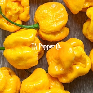 20+ Trinidad Moruga Scorpion Pepper Seeds Yellow -TAPepperCom